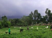 Kanlaon Volcano Restiveness An Overview